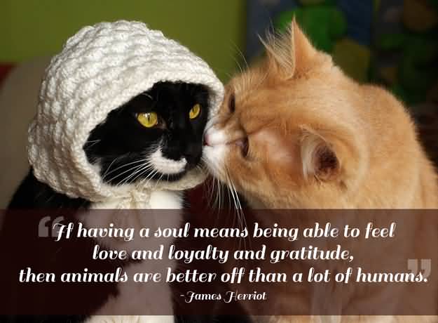 Quotes About Pets And Friendship 06