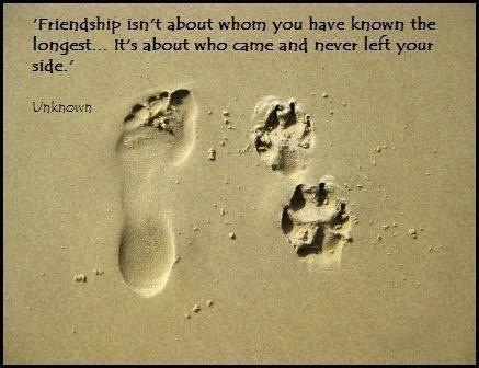 Quotes About Pets And Friendship 17