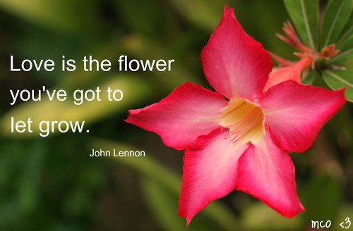 20 Quotes On Flowers And Love Sayings Photos