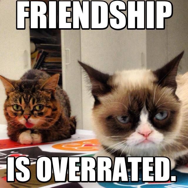 Friendship Is Overrated Grumpy Cat Meme