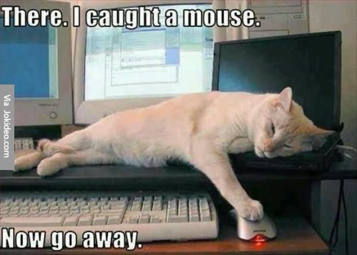 Funny Lazy Memes There I Caught A Mouse Now Go Away