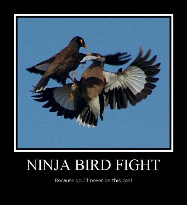 Funny Ninja Memes Ninja Bird Fight Graphic