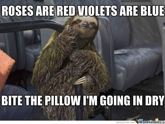 Funny Sloth Rape Memes Roses are red violets are blue bite the pillow i'm going in dry Photos