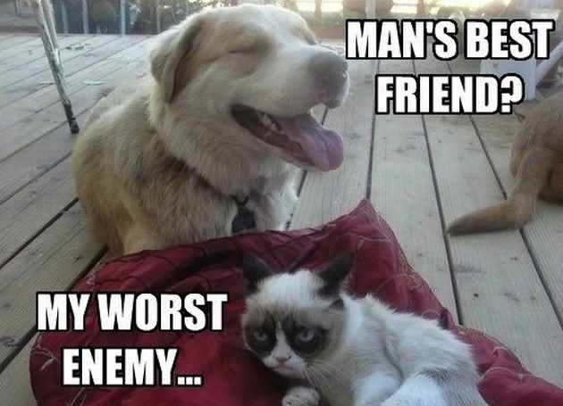 Grumpy Cat Meme Mans Best Friend My Wrost Enemy