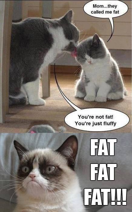 Grumpy Cat Meme Mom They Called Me Fat You Are Not Fat You Are Just Fluffy Fat Fat Fat