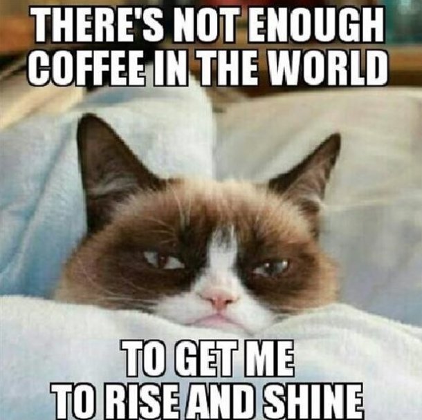 30 Grumpy Cat Memes Funny Images & Pictures