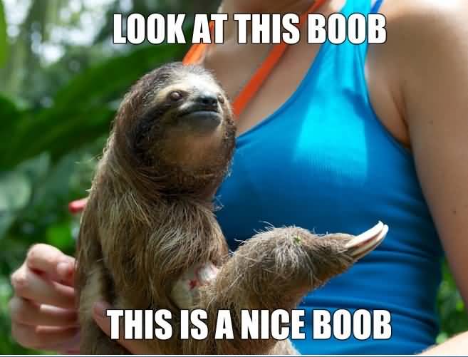 Look at this boob this is a nice boob Funny Sloth Rape Memes Graphics