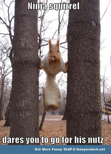 Ninja Squirrel Dares You To Go For His Nutz Funny Ninja Memes Graphic