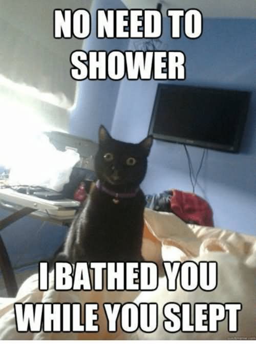 No Need To Shower I Bathed You While You Slept Grumpy Cat Memes