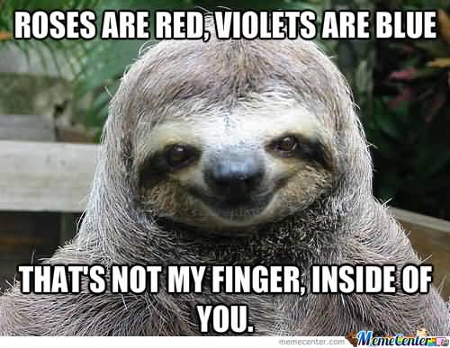 Roses are red violets are blue that's not my finger inside of you Funny Sloth Rape Memes Images