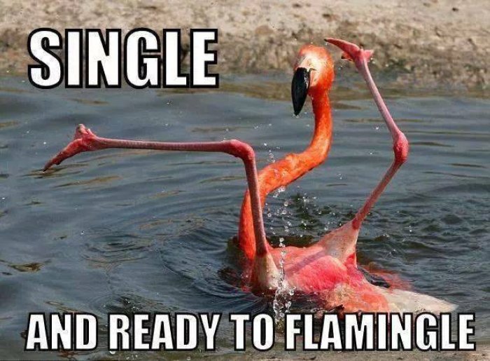 Single and ready to flamingle Funny Single Memes