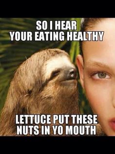 So i hear your eating healthy lettuce put these nuts in yo mouth Funny Sloth Rape Memes Graphics
