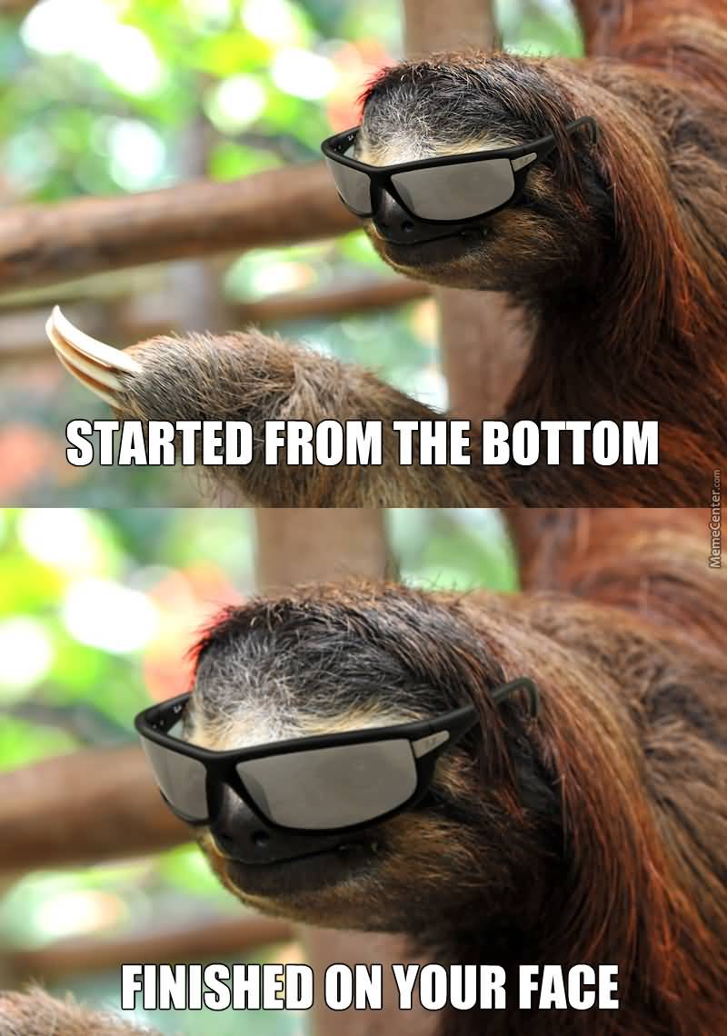 Started from the bottom finished on your face Funny Sloth Rape Memes Images