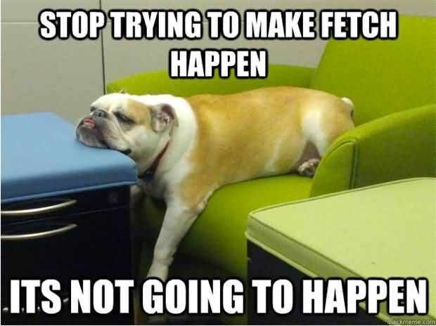 Stop Trying To Make Fetch Happen It's Not Going To Happen Funny Lazy Memes