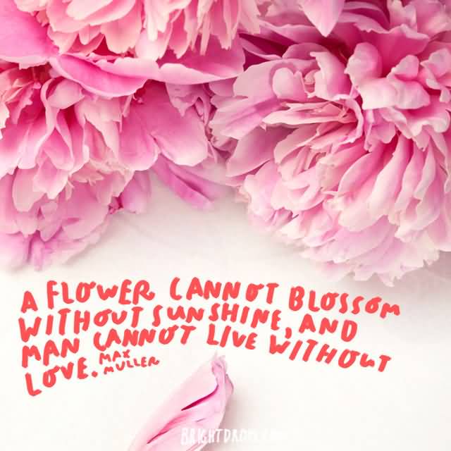 A Flower Cannot Blossom Without Cute Love Flower Quotes