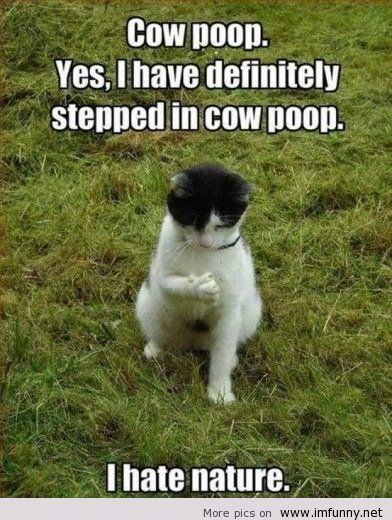 Cow Poop Yes I Have Funny Nature Quotes