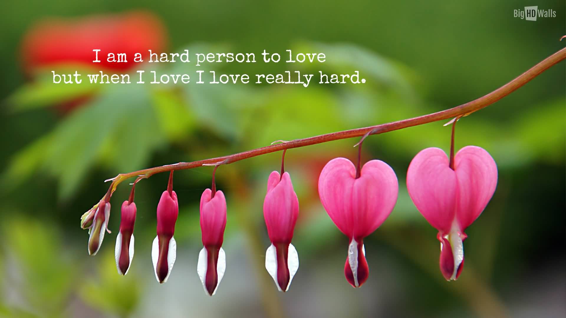 I Am A Hard Person To Cute Love Flower Quotes