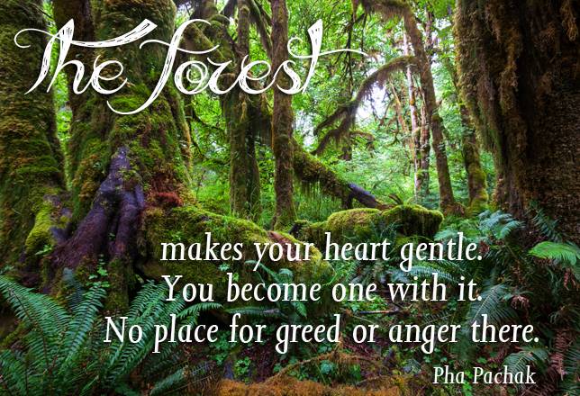 The Forest Makes Your Heart Mother Nature Quotes