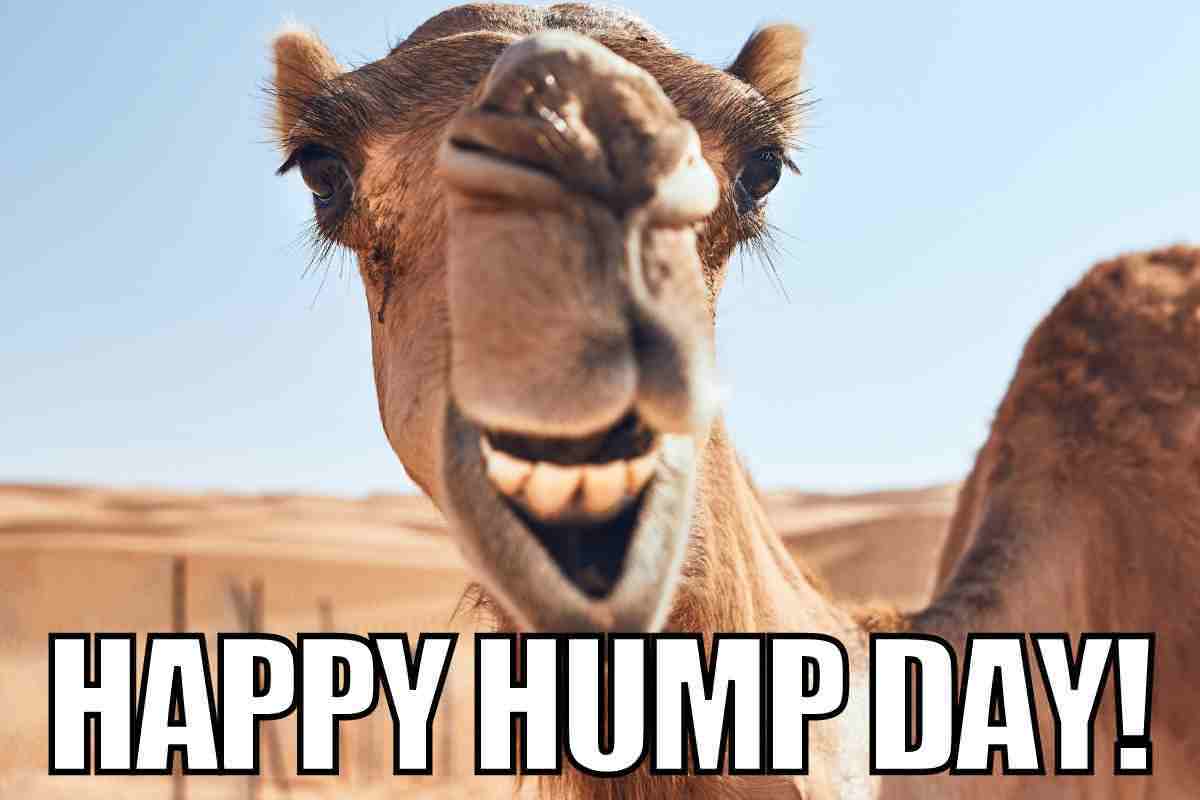 Happy Hump Day Camel Funny