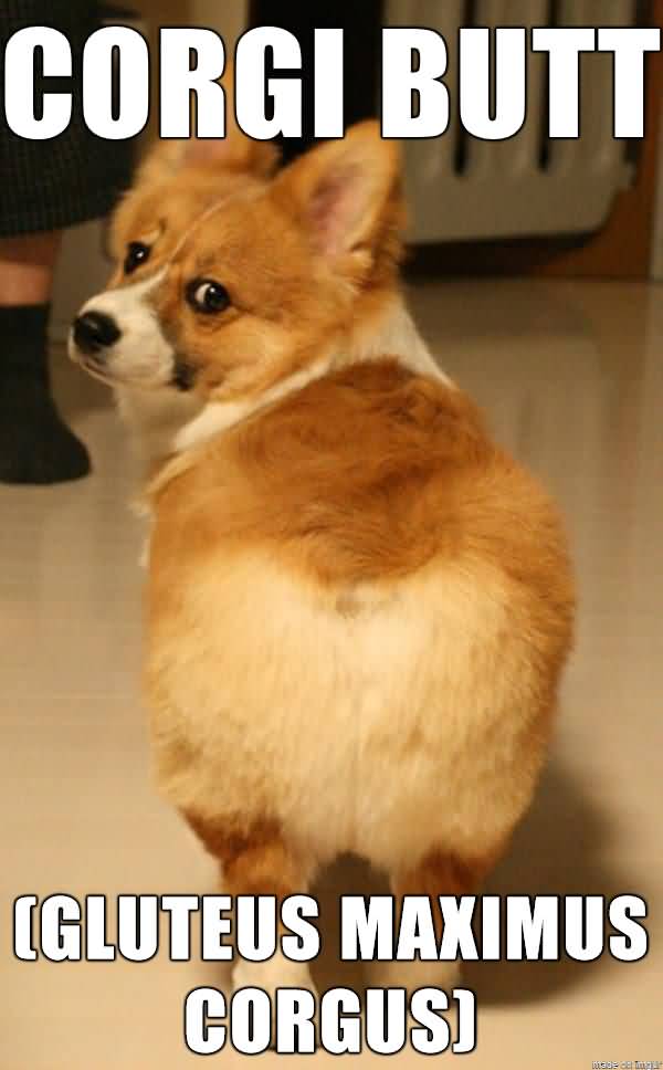 Corgi Butt Gluteus Maximus Butt Meme