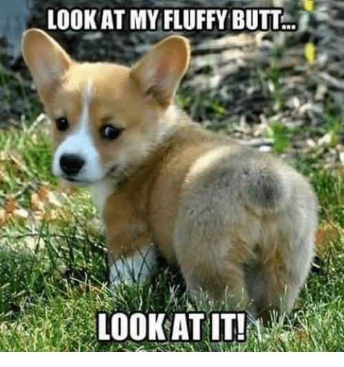 Look At My Fluffy Butt Meme