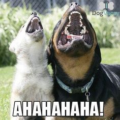 AHAHAHAHA Dog Laughing Meme