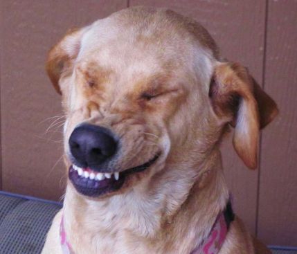 Amusing Dog Laughing Meme