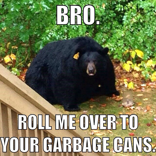 Bro Roll Me Over To Black Bear Meme