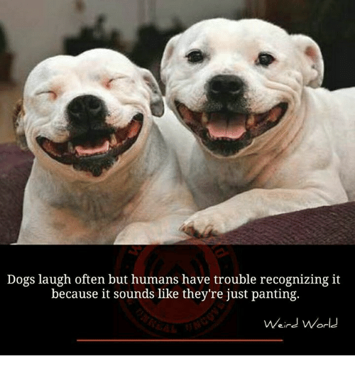 Dogs Laugh Often Dog Laughing Meme