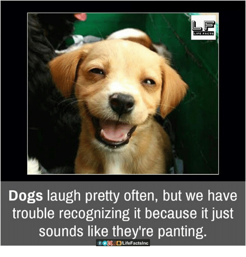 Dogs Laugh Pretty Dog Laughing Meme