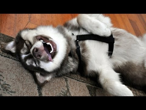 Funniest Dog Laughing Meme