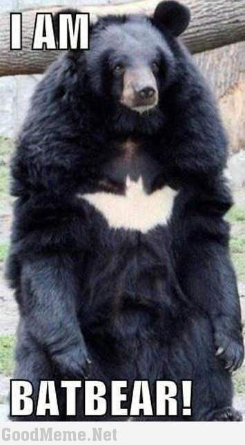 I Am BatBear Black Bear Meme