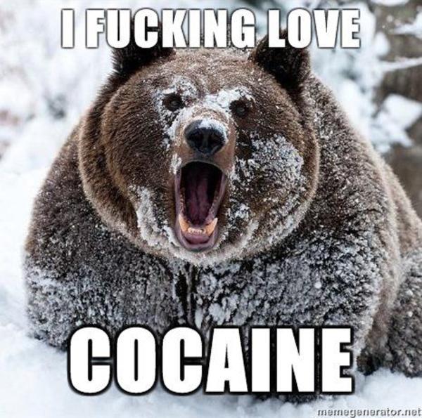 I Fucking Love Cocaine Grizzly Bear Meme