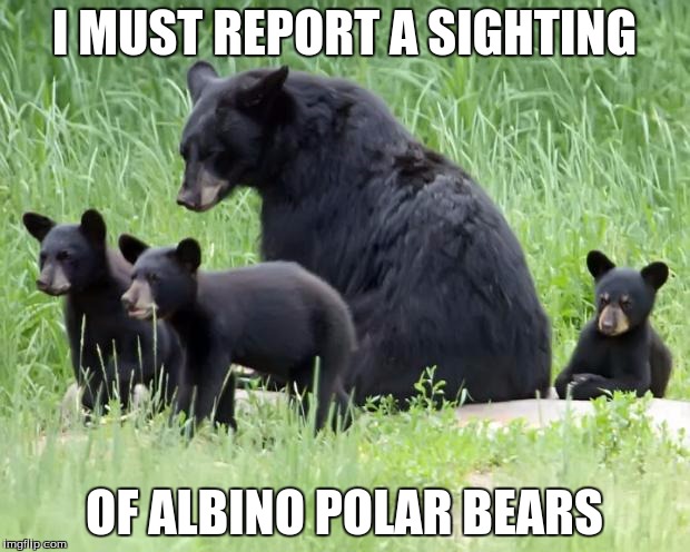 I Must Report A Sighting Black Bear Meme