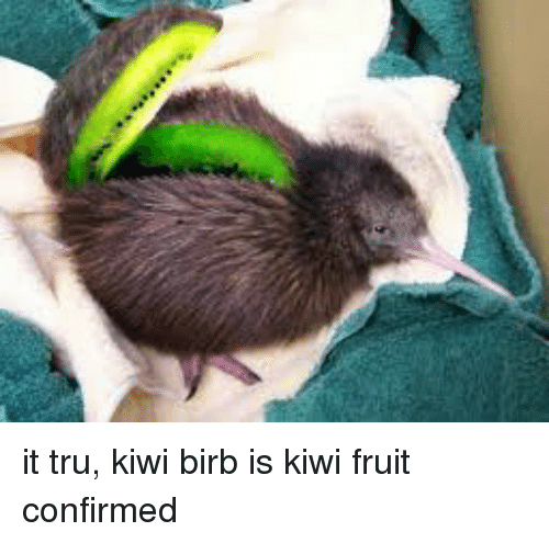 It Tru Kiwi Birb Kiwifruit Meme