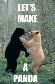 Lets Make A Panda Black Bear Meme