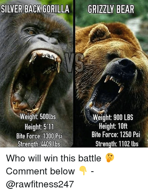 Silver Black Gorilla Grizzly Bear Grizzly Bear Meme