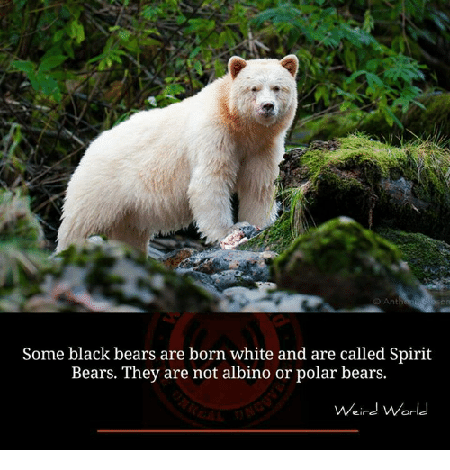 Some Black Bears Are Born Black Bear Meme