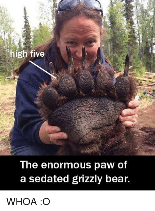 The Enormous Paw Of A Sedated Grizzly Bear Meme