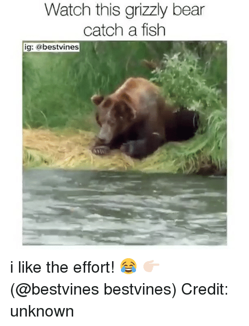 Watch This Grizzly Bear Catch Grizzly Bear Meme